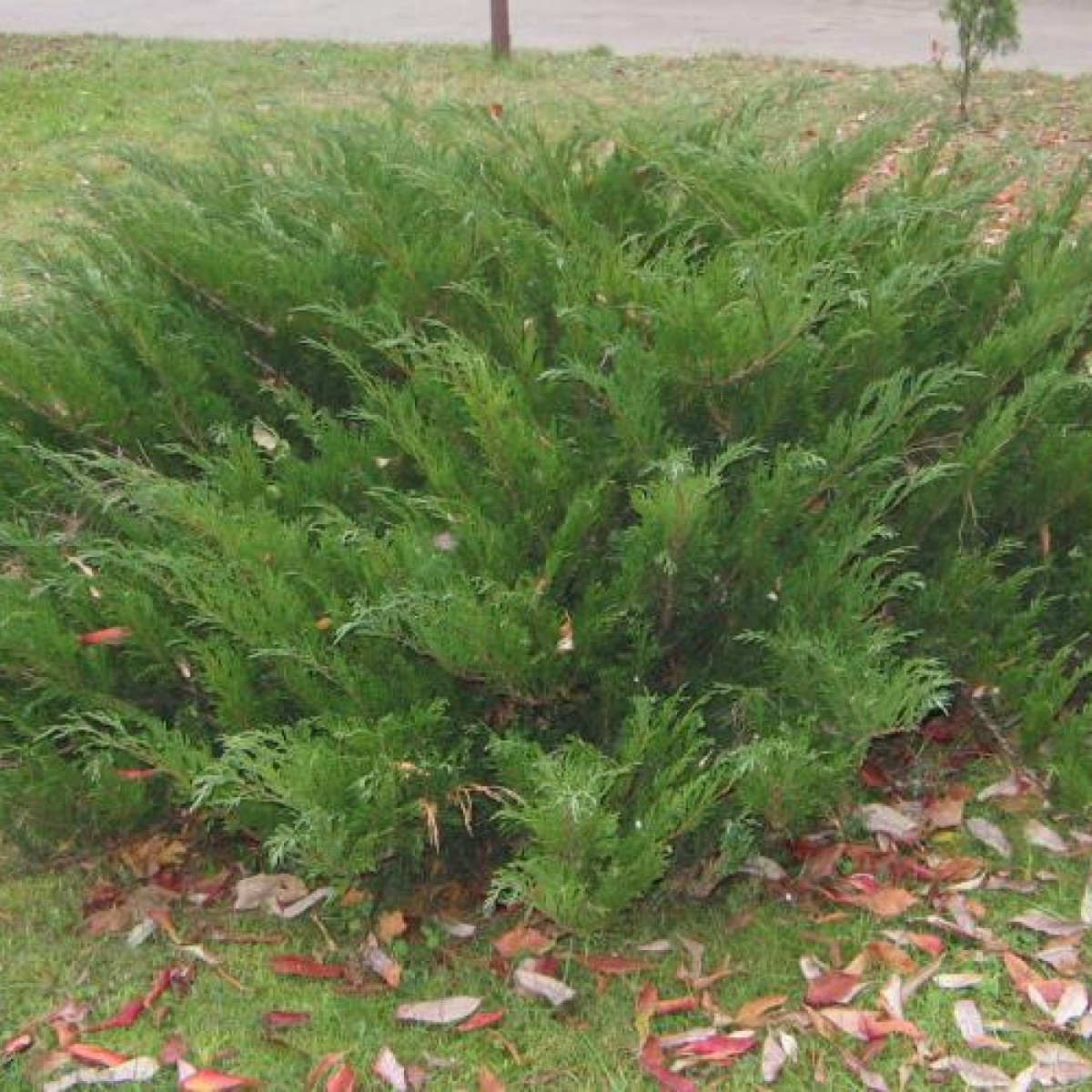 Можжевельник казацкий в каталоге СЦ Корекозево