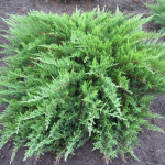 Миниатюра 2. Можжевельник казацкий в каталоге СЦ Корекозево
