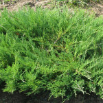 Миниатюра 4. Можжевельник казацкий в каталоге СЦ Корекозево