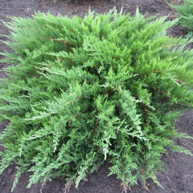 Фото 2. Можжевельник казацкий в каталоге СЦ Корекозево