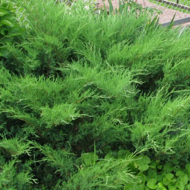 Фото 3. Можжевельник казацкий в каталоге СЦ Корекозево