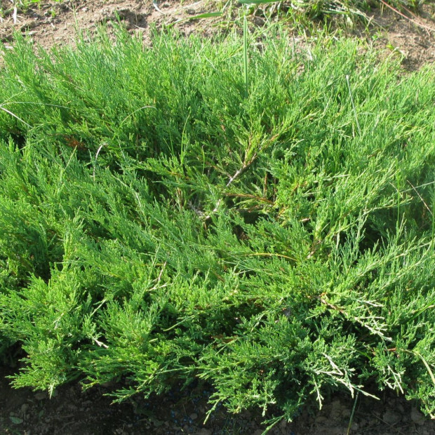 Фото 4. Можжевельник казацкий в каталоге СЦ Корекозево