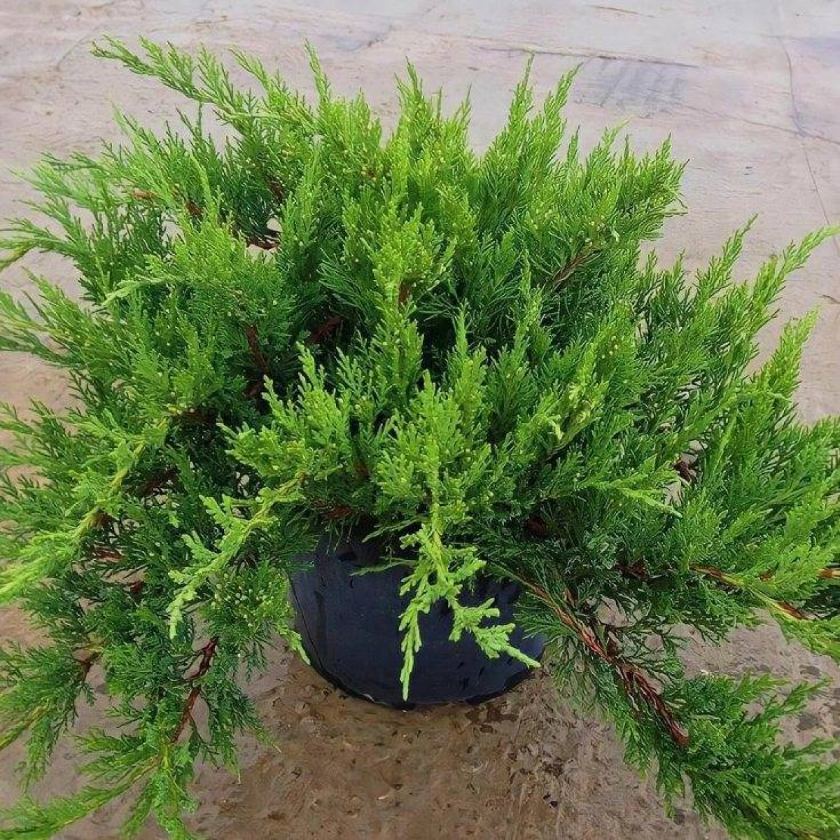 Можжевельник казацкий Tamariscifolia в каталоге СЦ Корекозево