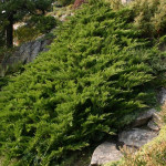 Миниатюра 2. Можжевельник казацкий 