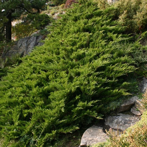 Фото 2. Можжевельник казацкий 