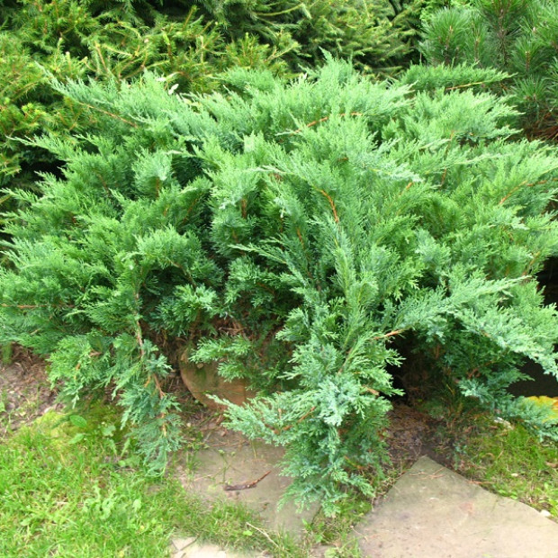 Фото 3. Можжевельник казацкий 