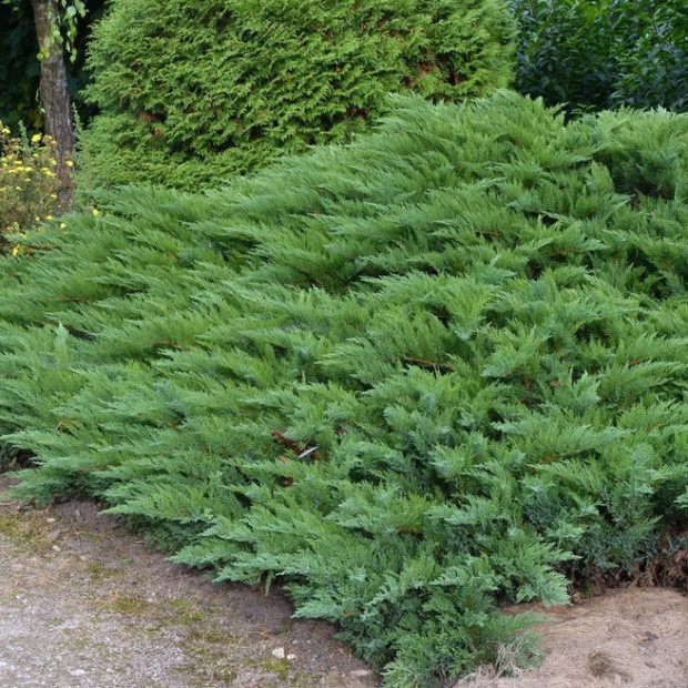 Фото 4. Можжевельник казацкий 