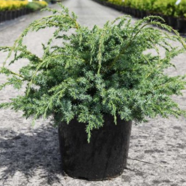 Фото 3. Можжевельник китайский 