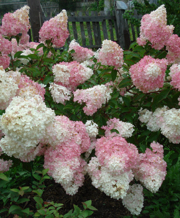 Гортензия метельчатая Ванилла Фрайз в каталоге СЦ Корекозево