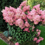 Миниатюра 4. Гортензия метельчатая Ванилла Фрайз в каталоге СЦ Корекозево