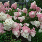 Миниатюра 1. Гортензия метельчатая Ванилла Фрайз в каталоге СЦ Корекозево