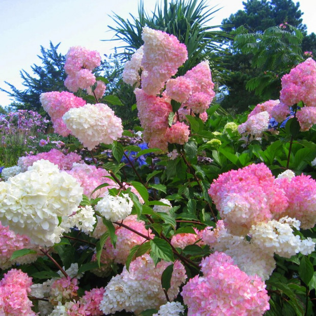 Фото 3. Гортензия метельчатая Ванилла Фрайз в каталоге СЦ Корекозево