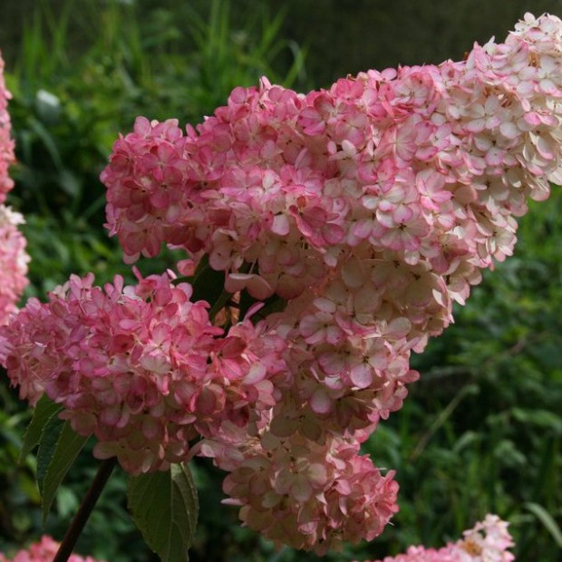 Фото 2. Гортензия метельчатая Ванилла Фрайз в каталоге СЦ Корекозево