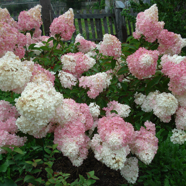 Фото 1. Гортензия метельчатая Ванилла Фрайз в каталоге СЦ Корекозево