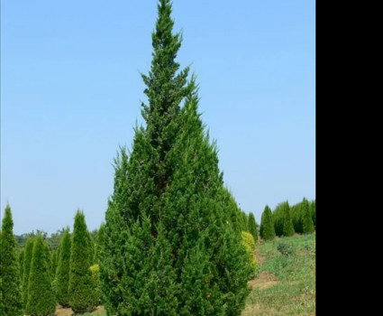 Можжевельник китайский Keteleeri в каталоге СЦ Корекозево