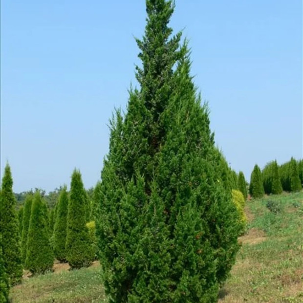 Фото 1. Можжевельник китайский 