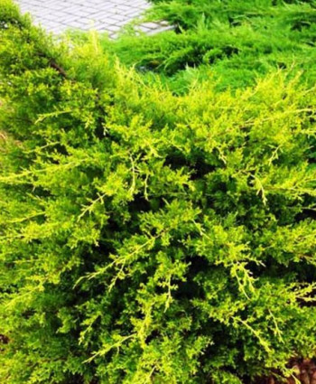 Можжевельник китайский Kuriwao Gold в каталоге СЦ Корекозево