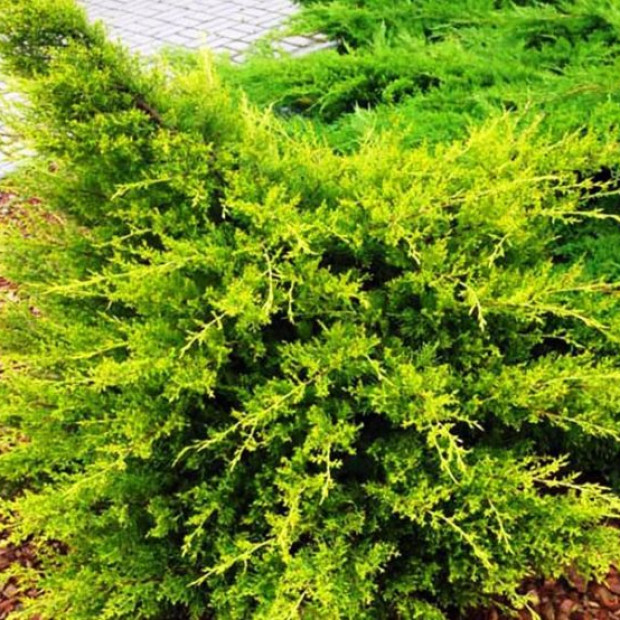 Фото 1. Можжевельник китайский 