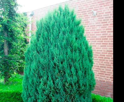 Можжевельник китайский Stricta в каталоге СЦ Корекозево