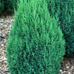 Миниатюра 4. Можжевельник китайский 