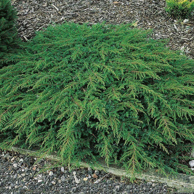 Фото 1. Можжевельник обыкновенный 