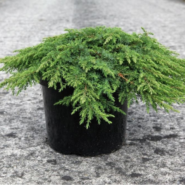 Фото 2. Можжевельник обыкновенный 