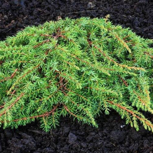 Фото 3. Можжевельник обыкновенный 