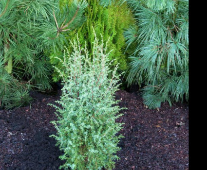 Можжевельник обыкновенный Hibernica в каталоге СЦ Корекозево