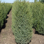 Миниатюра 3. Можжевельник обыкновенный 