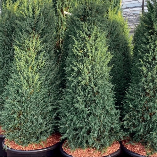 Фото 2. Можжевельник обыкновенный 