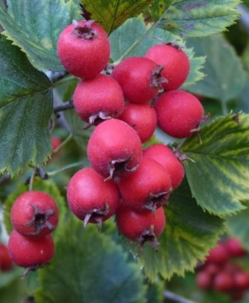 Боярышник «Арнольда» в каталоге СЦ Корекозево