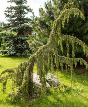 Можжевельник обыкновенный Horstmann в каталоге СЦ Корекозево