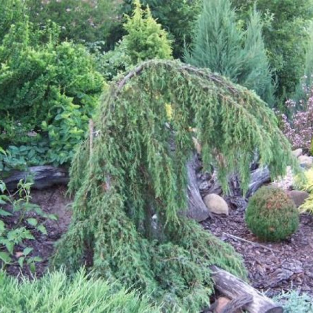 Фото 3. Можжевельник обыкновенный 