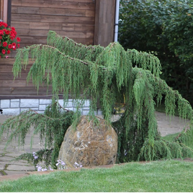 Фото 4. Можжевельник обыкновенный 