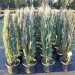 Миниатюра 2. Можжевельник скальный 