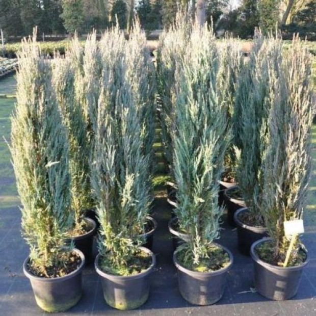 Фото 2. Можжевельник скальный 