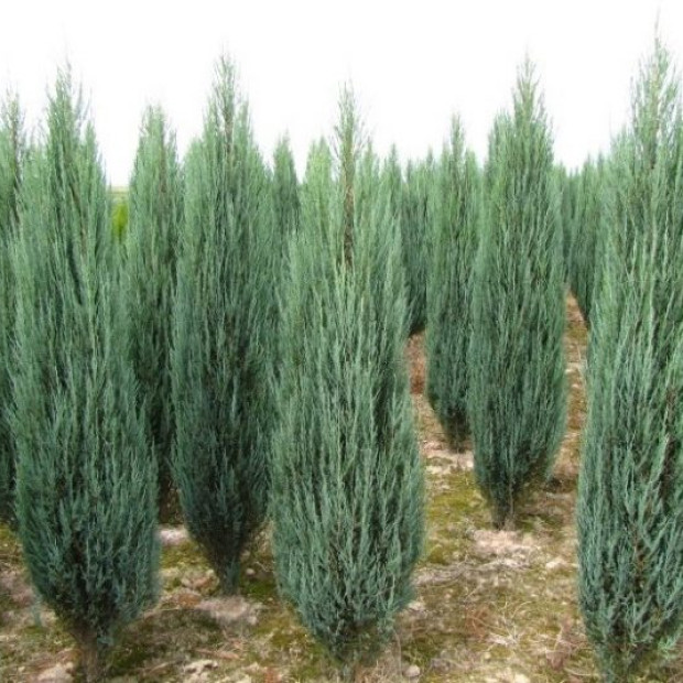 Фото 3. Можжевельник скальный 