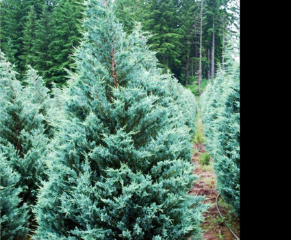 Можжевельник скальный Moonglow в каталоге СЦ Корекозево