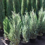 Миниатюра 2. Можжевельник скальный 