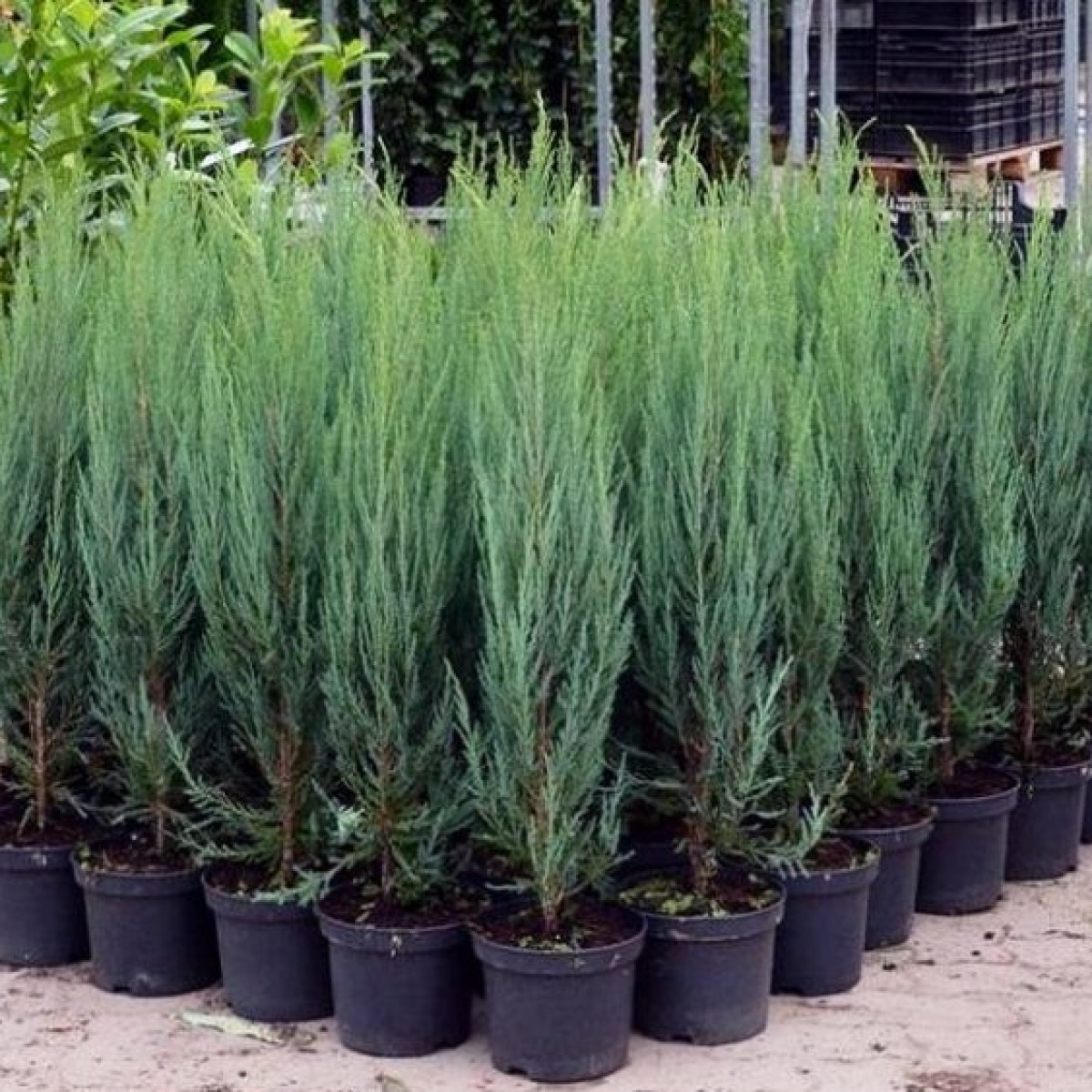 Можжевельник скальный Skyrocket в каталоге СЦ Корекозево