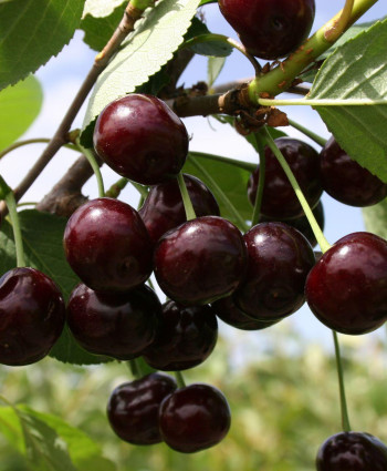 Дюк «Кормилица» в каталоге СЦ Корекозево