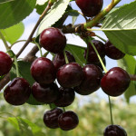 Миниатюра 1. Дюк «Кормилица» в каталоге СЦ Корекозево