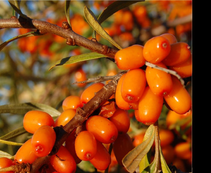 Облепиха «Ажурная» в каталоге СЦ Корекозево