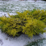 Миниатюра 2. Можжевельник средний 