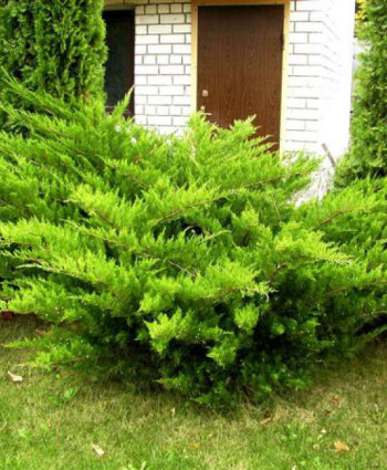 Можжевельник средний Mint Julep в каталоге СЦ Корекозево