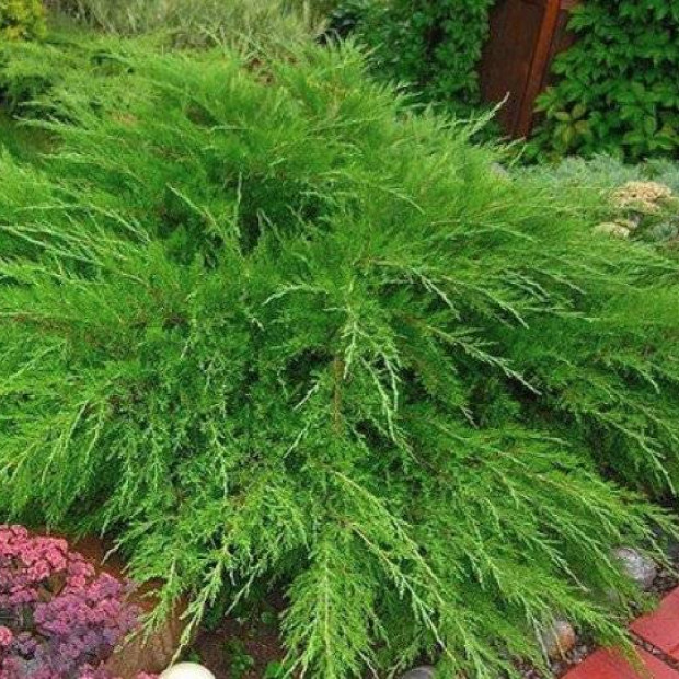 Фото 2. Можжевельник средний 