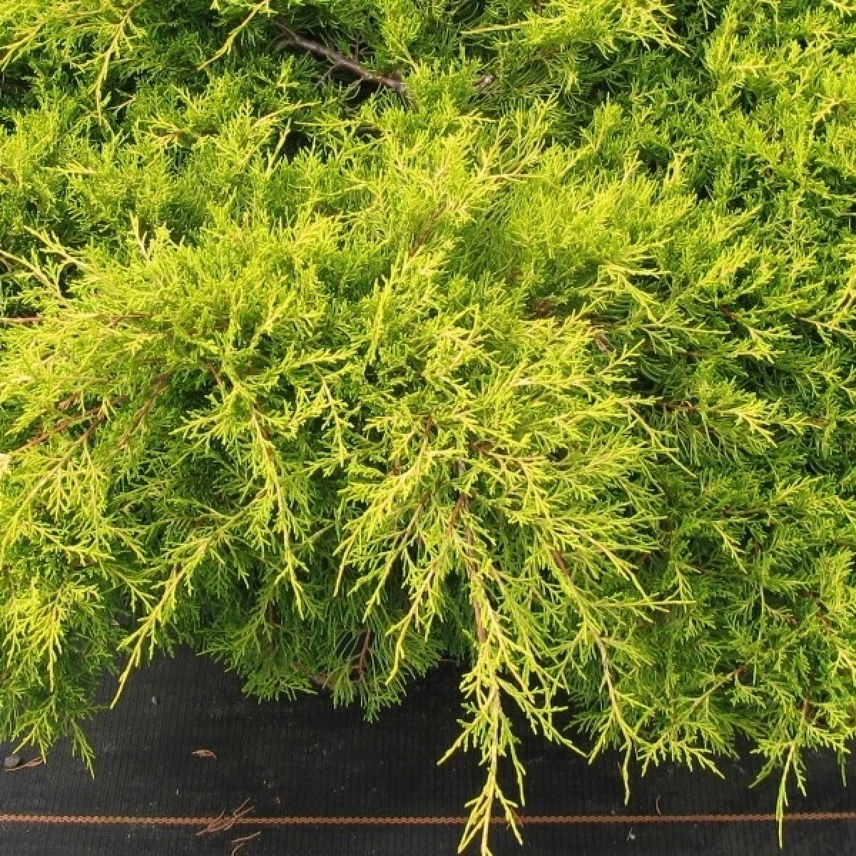 Можжевельник средний Old Gold в каталоге СЦ Корекозево