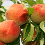 Миниатюра 1. Персик «Красная Москва» в каталоге СЦ Корекозево
