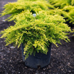 Миниатюра 4. Можжевельник средний 