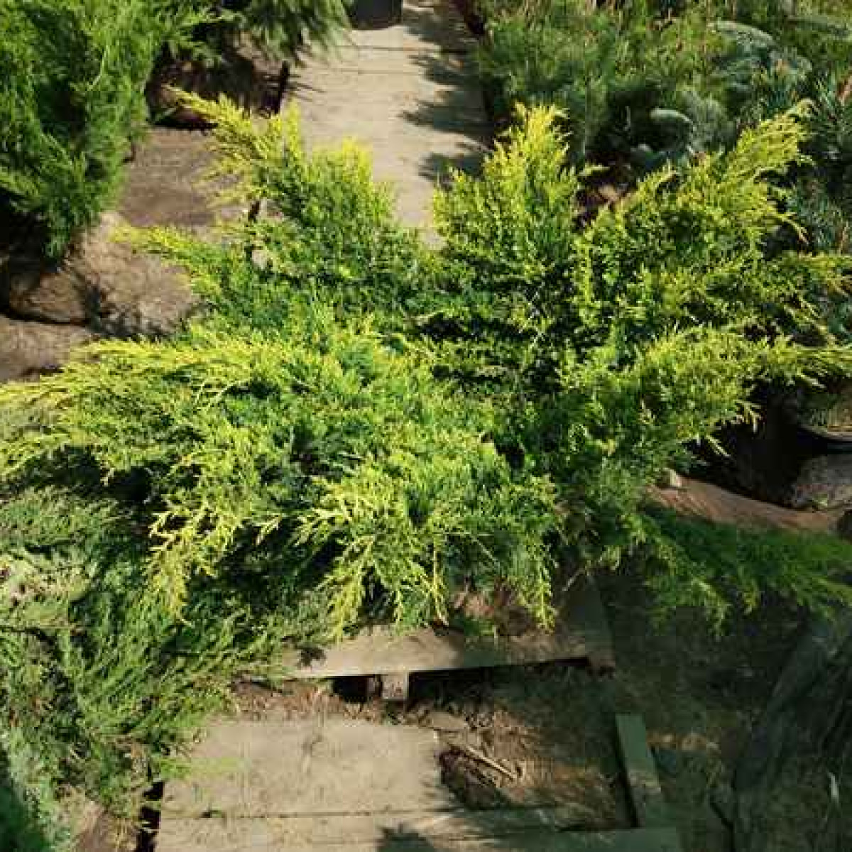 Можжевельник средний Wilhelm Pfitzer в каталоге СЦ Корекозево